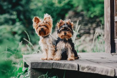 Yorkshire terrier köpek yaz aylarında