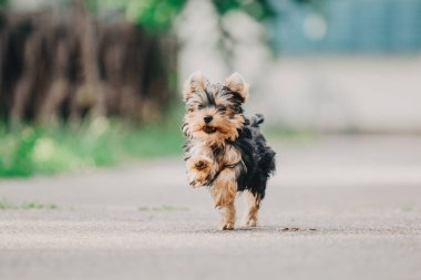 Yorkshire terrier köpek yaz aylarında