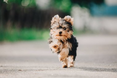 Yorkshire terrier köpek yaz aylarında