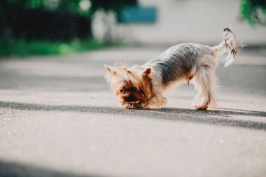 Yorkshire terrier köpek yaz aylarında
