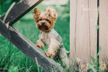 Yorkshire terrier köpek yaz aylarında