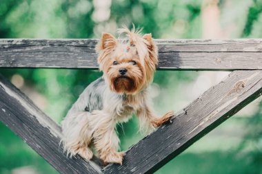 Yorkshire terrier köpek yaz aylarında
