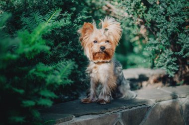 Yorkshire terrier köpek yaz aylarında