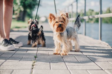 Yorkshire terrier köpek yaz aylarında