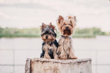 Yorkshire terrier köpek yaz aylarında