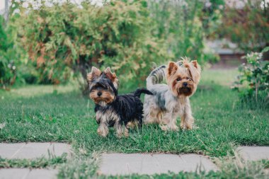 Yorkshire terrier köpek yaz aylarında