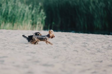 Yorkshire terrier köpek yaz aylarında