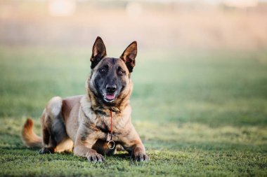 Malinois köpek. Belçika çoban köpeği