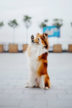 Shetland çoban köpeği yürüyüşe