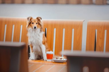 Shetland çoban köpeği yürüyüşe