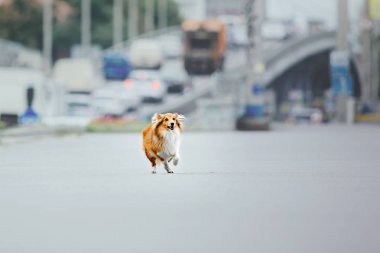 Shetland çoban köpeği yürüyüşe