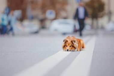 Shetland çoban köpeği yürüyüşe