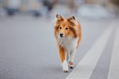 Shetland çoban köpeği yürüyüşe