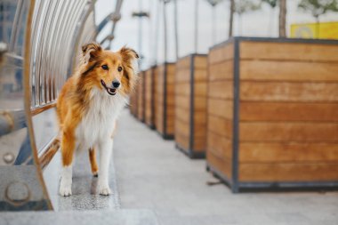 Shetland çoban köpeği yürüyüşe