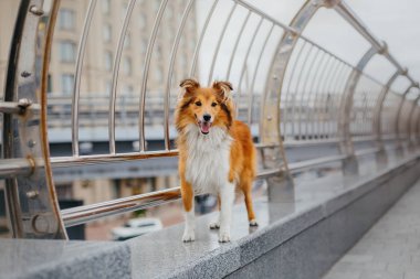 Shetland çoban köpeği yürüyüşe