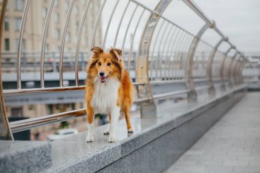 Shetland çoban köpeği yürüyüşe