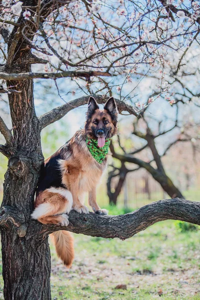 春の背景にジャーマン シェパード犬 — ストック写真