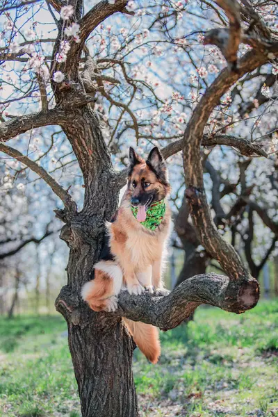 Duitse Herdershond Een Lente Achtergrond — Stockfoto