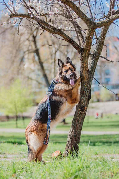春の背景にジャーマン シェパード犬 — ストック写真