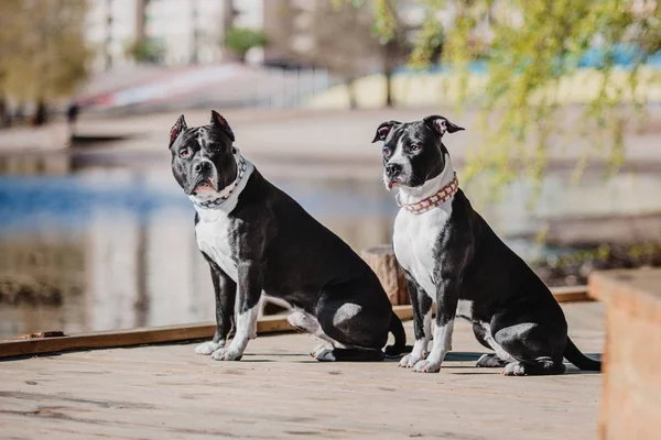 American Staffordshire Terrier Cão — Fotografia de Stock
