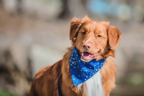 ノバスコシアのアヒル鳴るレトリーバー犬 — ストック写真