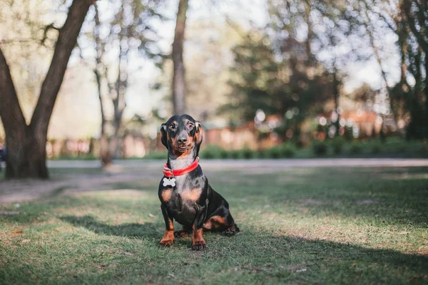 Портрет Собаки Дахшунд Весна — стокове фото