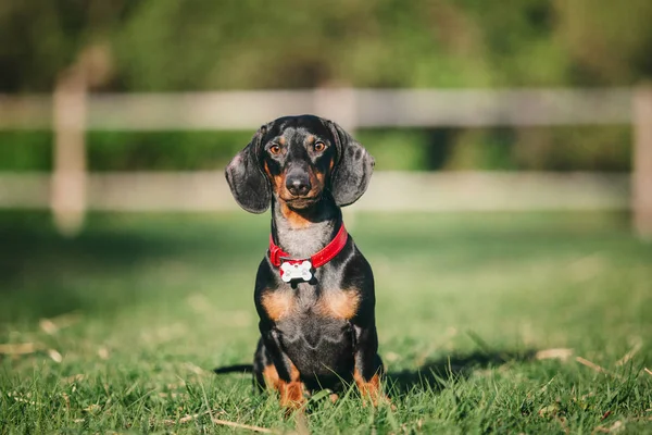 Retrato Cão Dachshund Primavera — Fotografia de Stock