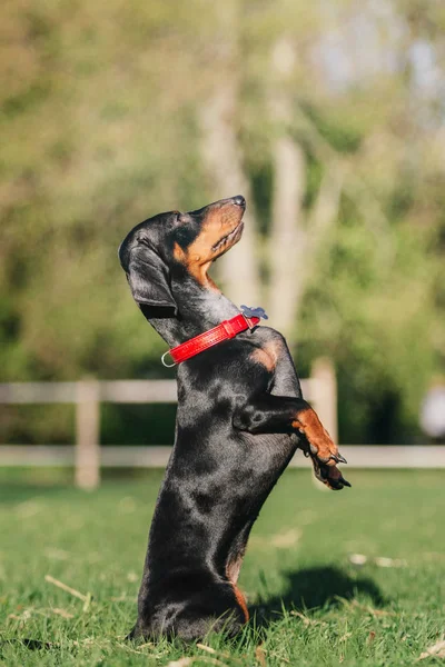 Teckel Hond Portret Lente — Stockfoto