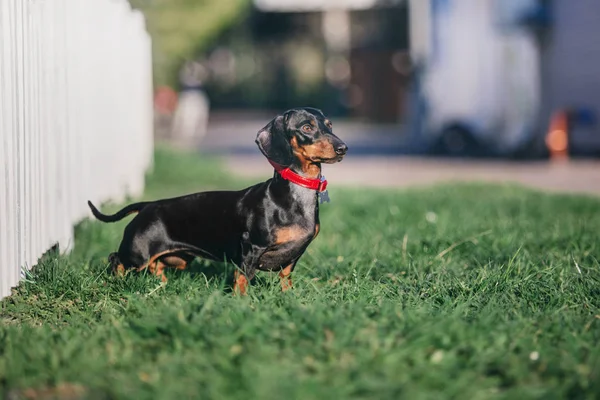 Dachshund Portrait Chien Printemps — Photo