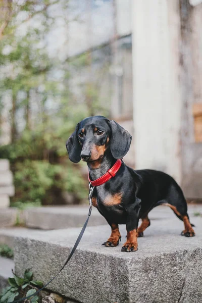 Dachshund Portrait Chien Printemps — Photo