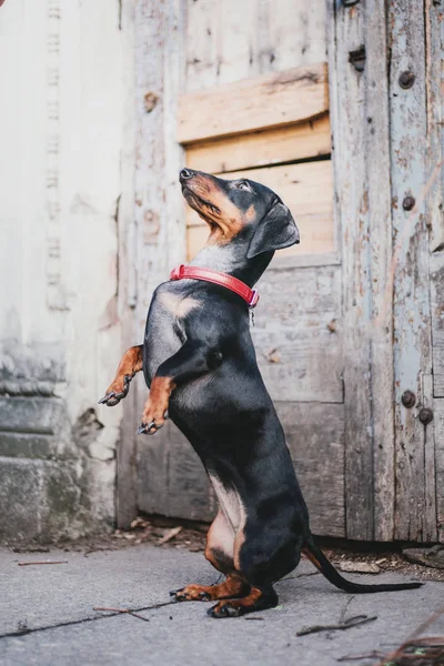 Teckel Hond Portret Lente — Stockfoto