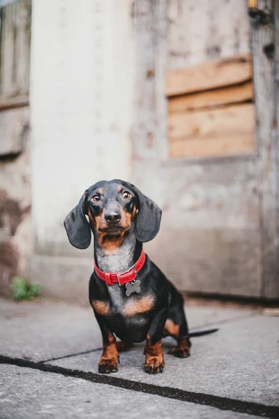 Портрет Собаки Таксы Весна — стоковое фото