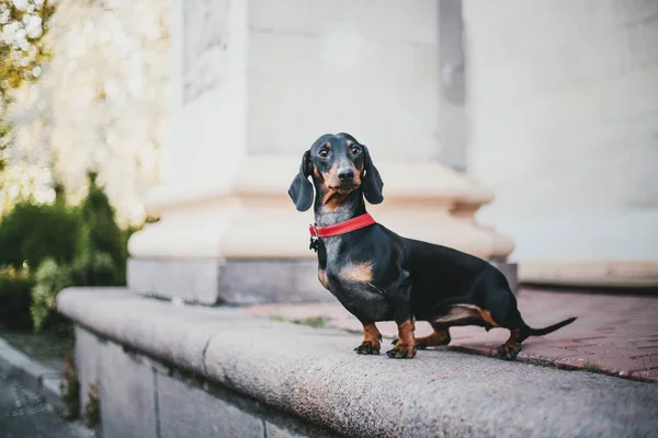 Retrato Cão Dachshund Primavera — Fotografia de Stock