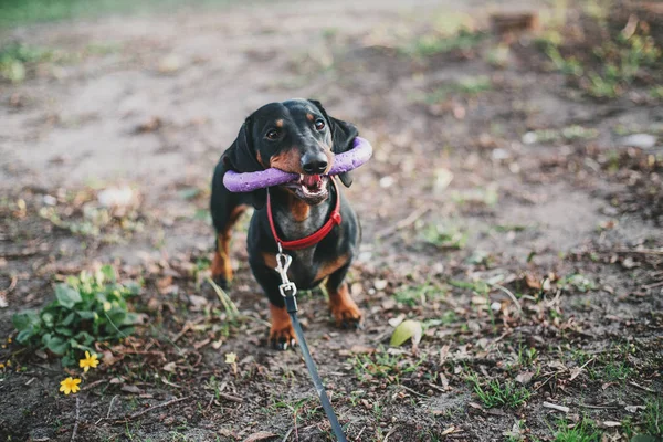 Dachshund Köpek Portre Bahar — Stok fotoğraf