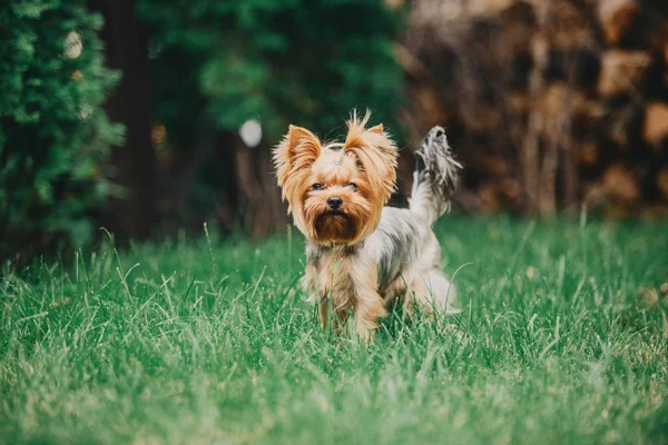 夏にヨークシャー テリア犬 — ストック写真
