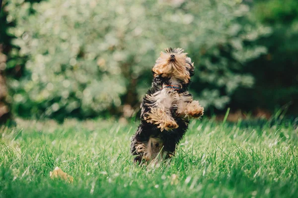Йоркширський Тер Собака Влітку — стокове фото