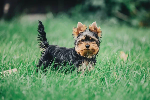 Yorkshire Terrier Hund Sommar — Stockfoto