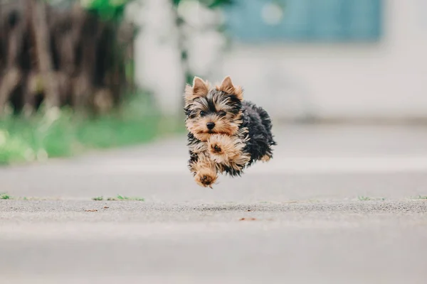 Yorkshire Terrier Cão Verão — Fotografia de Stock