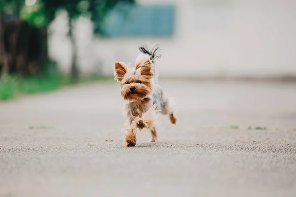 Yorkshire Terrier Hund Sommer — Stockfoto