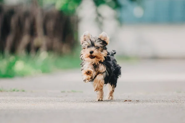 Yorkshire Terrier Perro Verano — Foto de Stock