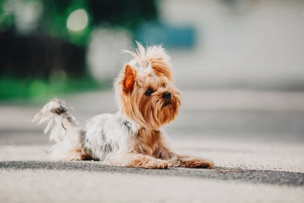 夏にヨークシャー テリア犬 — ストック写真