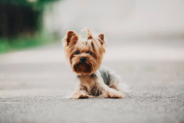 Yorkshire Chien Terrier Été — Photo