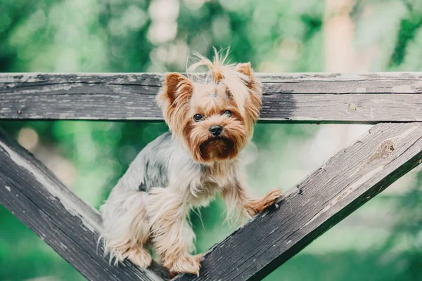 Yorkshire Terrier Anjing Musim Panas — Stok Foto