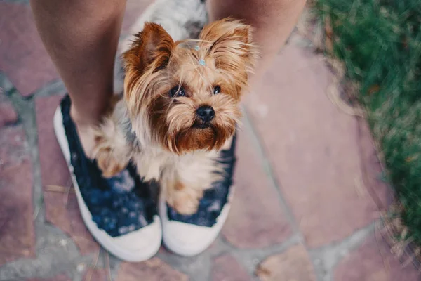 Yorkshire Terrier Hund Sommer — Stockfoto