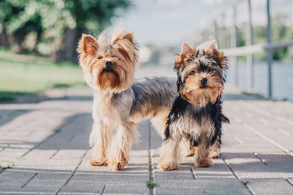 Yorkshire Terrier Kutya Nyáron — Stock Fotó