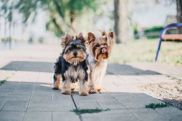 Yorkshire Terrier Kutya Nyáron — Stock Fotó