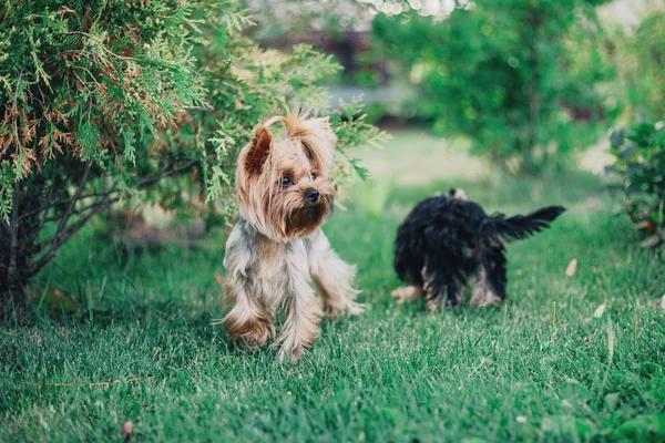 Yorkshire Terrier Cão Verão — Fotografia de Stock