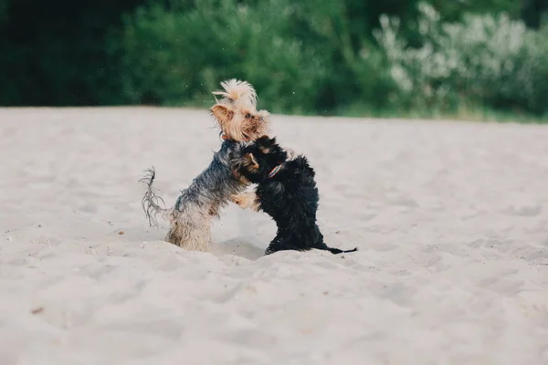 夏にヨークシャー テリア犬 — ストック写真