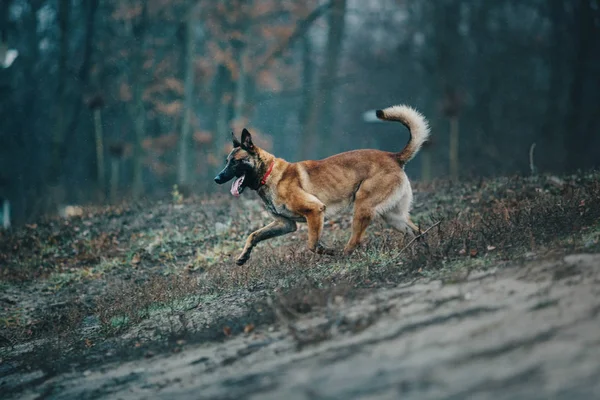 Malinois Hund Belgischer Schäferhund — Stockfoto