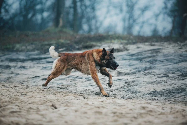 Malinois dog. Belgian shepherd dog